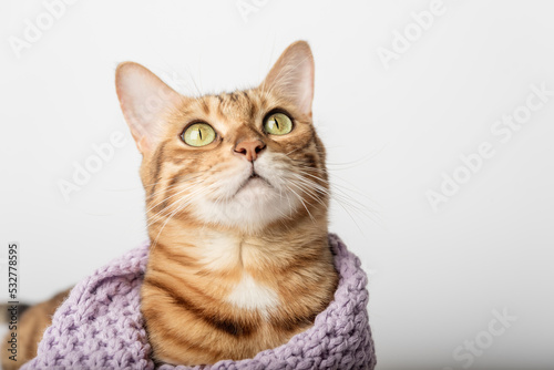 Portrait of a Bengal cat in a scarf on a white background.