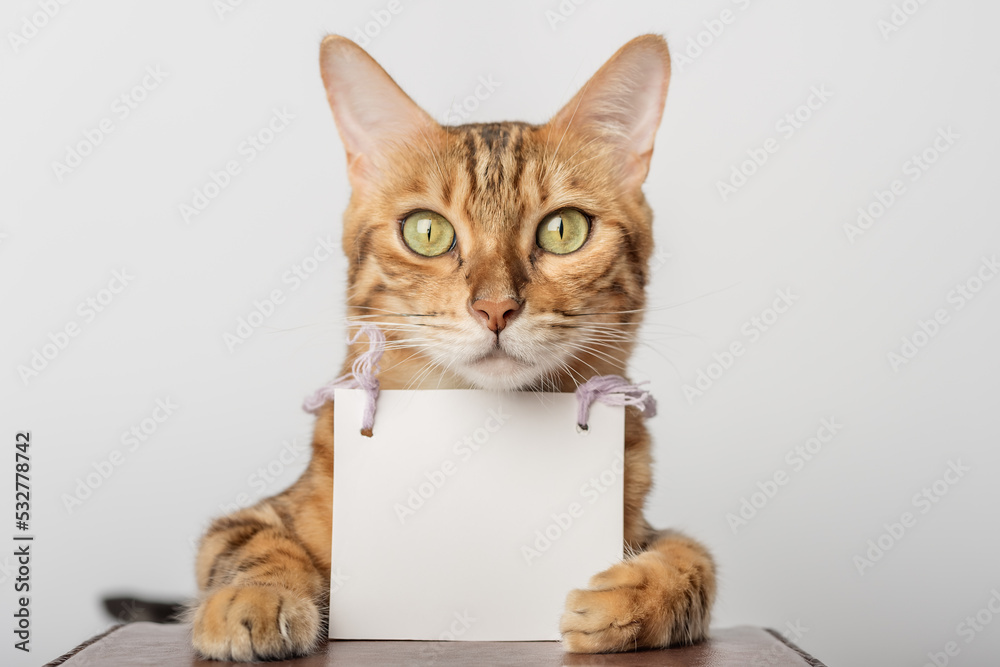 Portrait of a Bengal cat with a cardboard white banner in its paws on a white background.