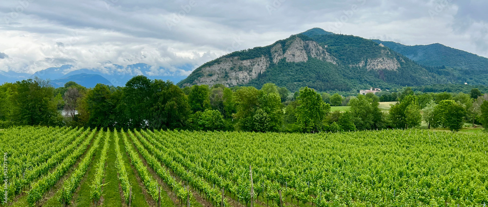 Vineyard with mountain in Lake Iseo, Italy