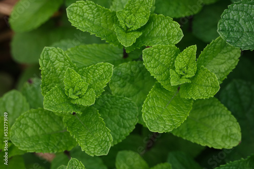 Fresh green mint leaves growing on garden bed photo
