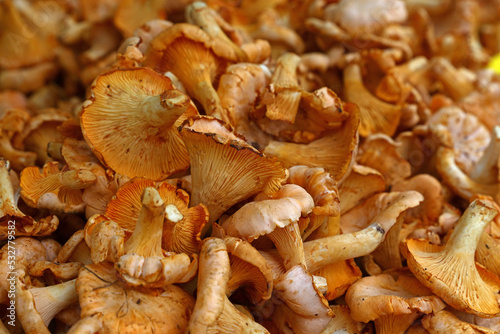 Chanterelle edible mushrooms at retail display