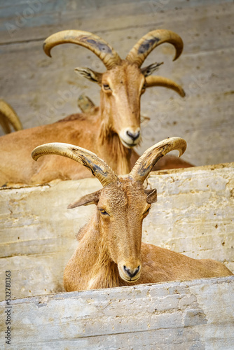 Pair of Hispanic goats with large horns and lying down resting.