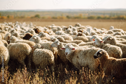 Fototapeta Naklejka Na Ścianę i Meble -  Herd of sheep grazing on the field.