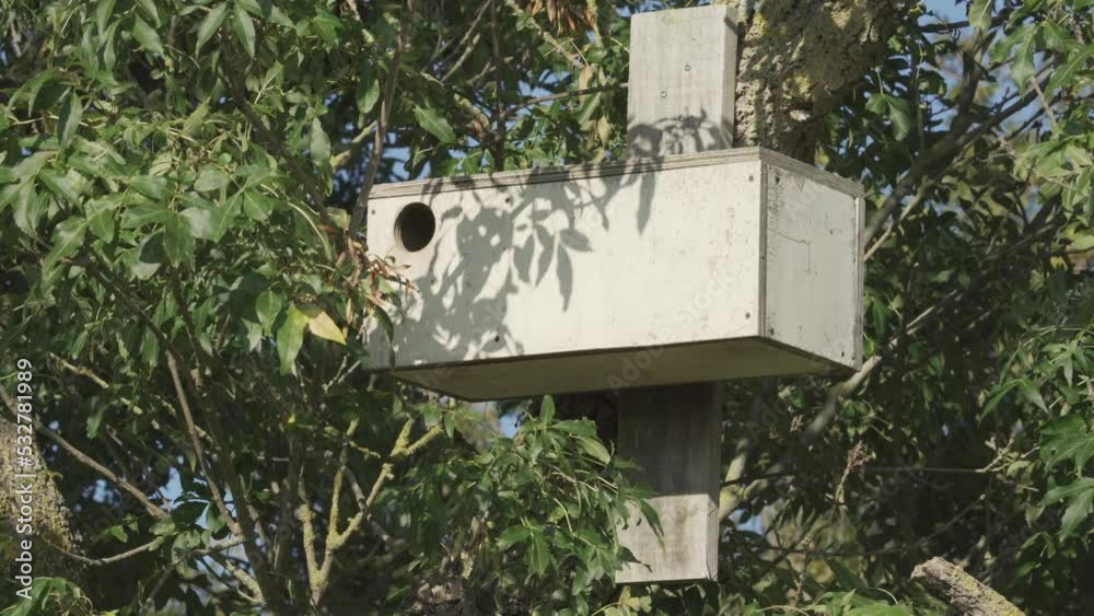 wooden nest box for birds in the tree wooden nest box for birds in the tree