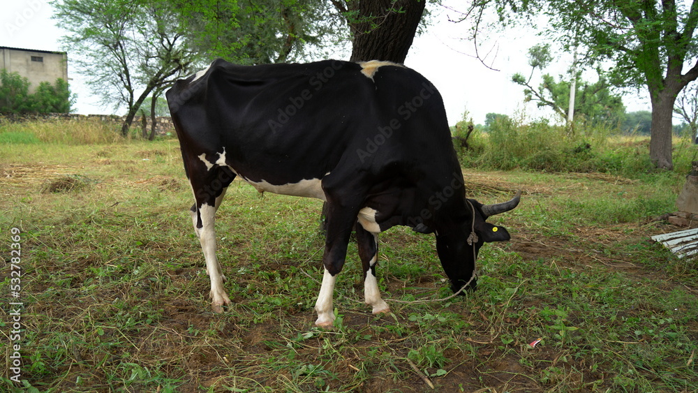 cows feeding green grass in a farm in India. This desi breed of cattle