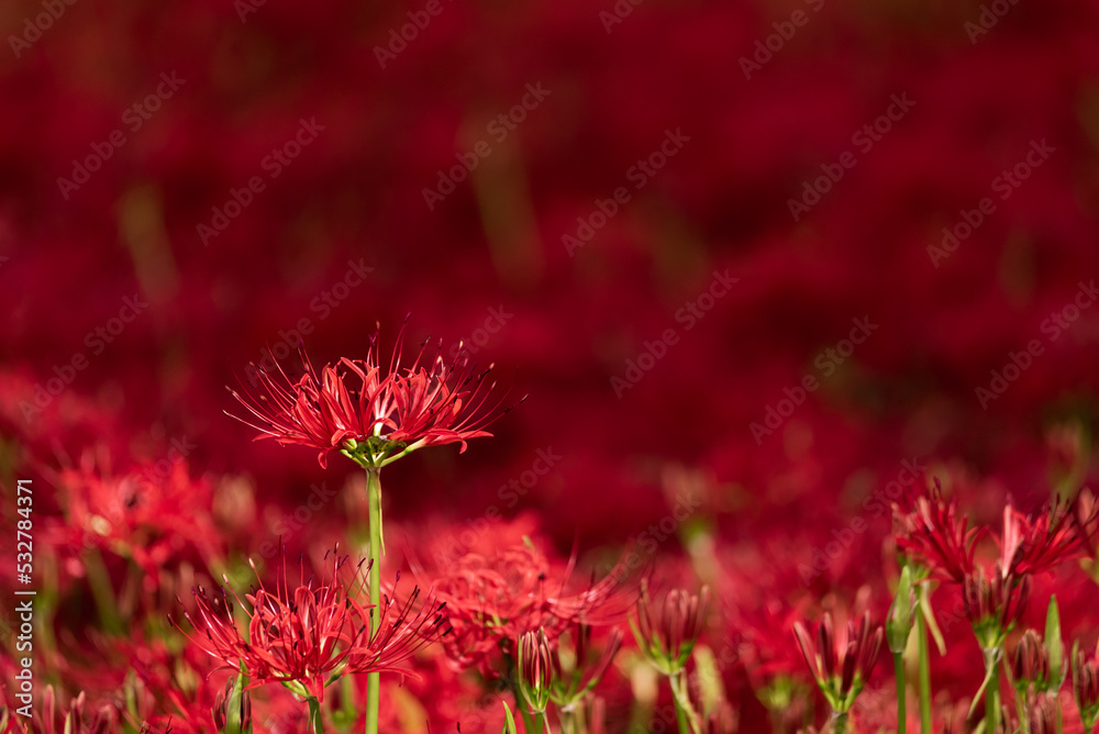 真っ赤なバックに彼岸花　巾着田曼殊沙華公園