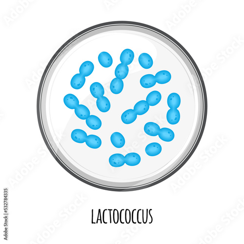 The human microbiome of lactococcus in a petri dish. Vector image. Bifidobacteria, lactobacilli. Lactic acid bacteria. Illustration in a flat style.