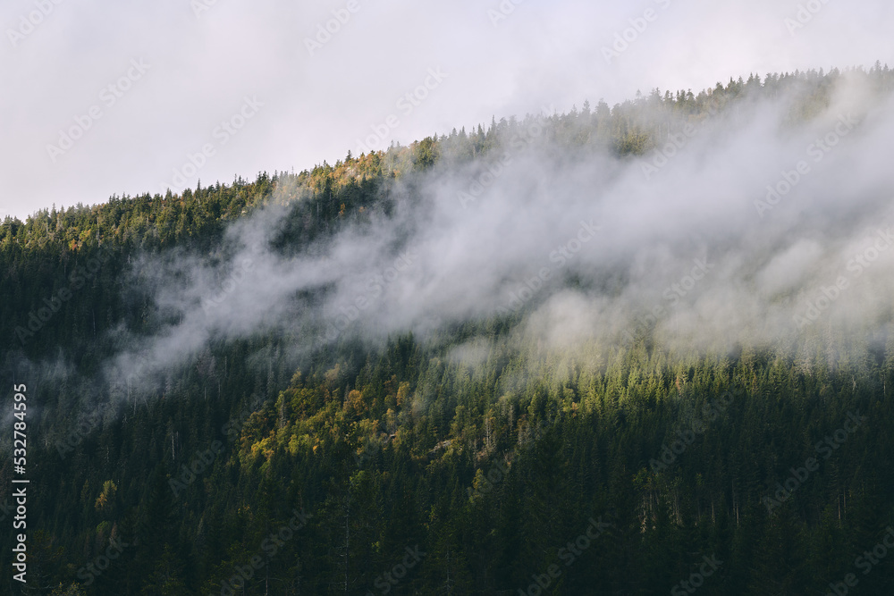 A foggy morning at Torsæterlia, leading up to Østhøgda Hill, a conifer forest reserve of the Totenåsen Hills, Norway.