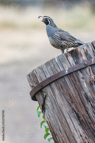 Scaled Quail on Fencpost photo