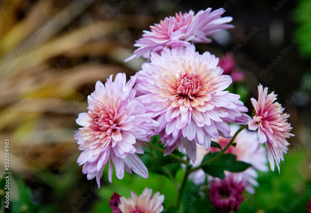 Pink chrysanthemum.
 The queen of autumn is a chrysanthemum. The summer flowers have withered, giving way to the slightly sad beauty of chrysanthemums.