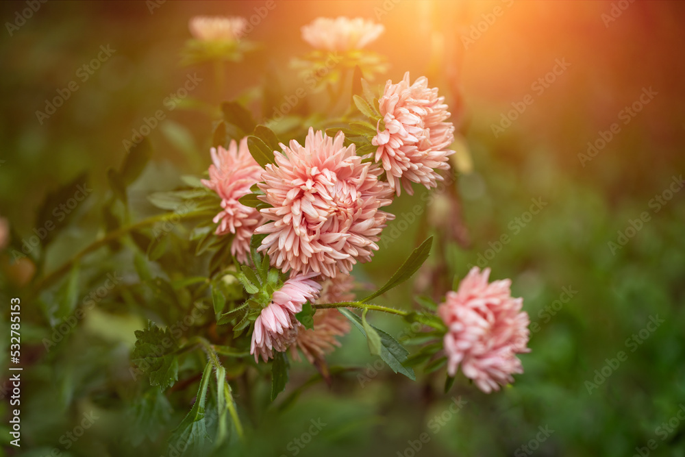 salmon-colored asters, autumn flowers, autumn asters salmon-colored asters, autumn flowers, autumn asters
