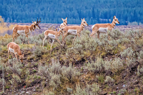 Fototapeta Naklejka Na Ścianę i Meble -  Pronghorn buck herding his family of does and fawns in Grand Teton National Park, Wyoming