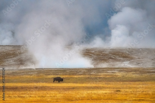 Solitary buffalo standing in a field in the Geyser Basin of Yellowstone National Park, Wyoming with steam rising in the background