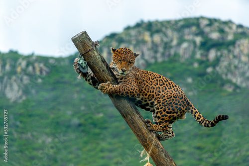 Jaguar in the mayan jungle