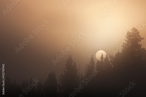 Sun rising over fog shrouded trees in Hayden Valley, Yellowstone National Park, Wyoming photo