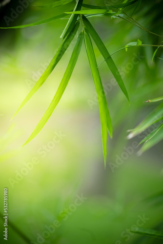 Beautiful nature view of white leaf on blurred greenery background in garden and sunlight with copy space using as background natural green plants landscape  ecology  fresh wallpaper concept.