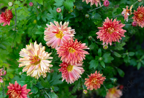 Orange chrysanthemum.  The queen of autumn is a chrysanthemum. The summer flowers have withered  giving way to the slightly sad beauty of chrysanthemums.
