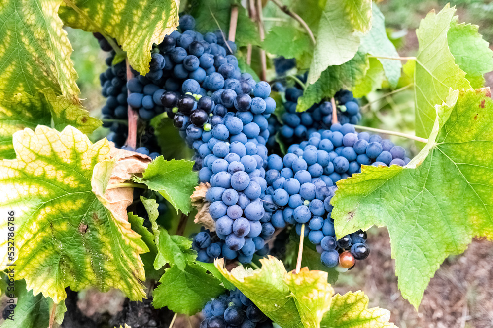 Resveratrol, the famous polyphenol that you will only find in grapes