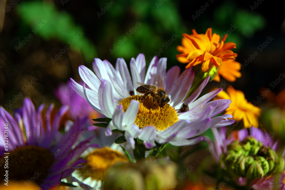 A striped bee-like fly collects nectar from a white flower with a yellow core, which is surrounded by purple asters and orange marigolds. A striped bee-like fly collects nectar from a white flower with a yellow core, which is surrounded by purple asters and orange marigolds.