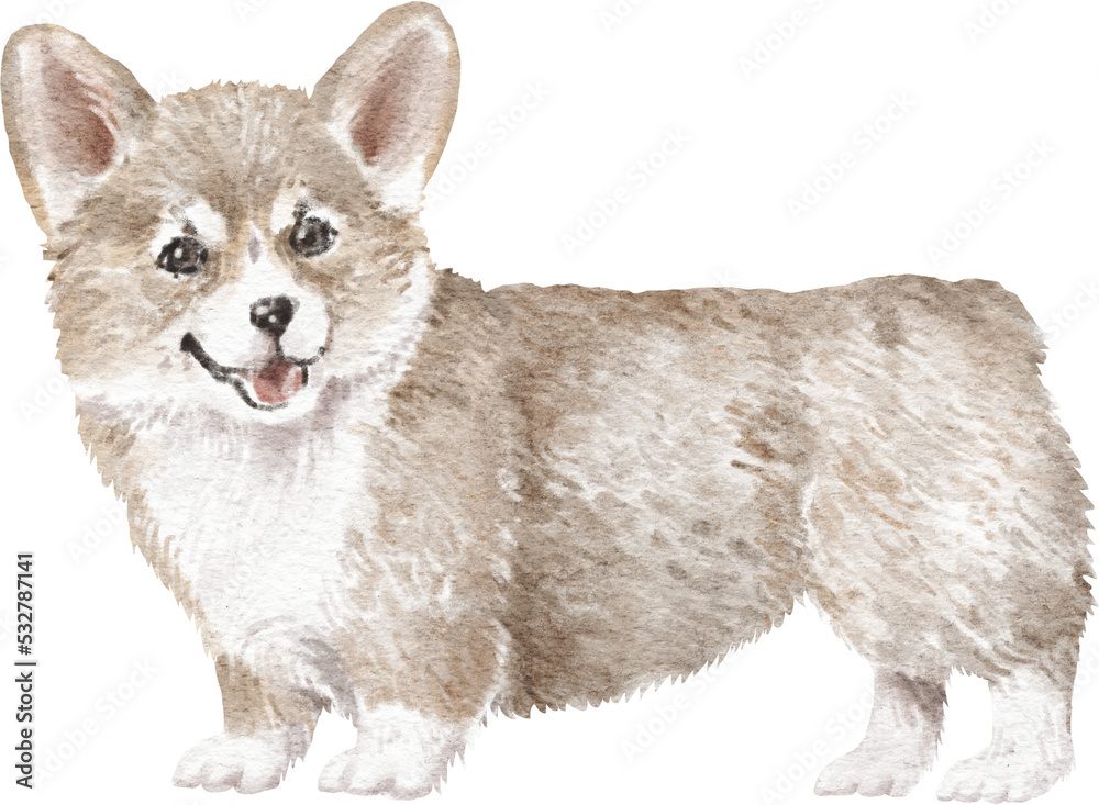 Obraz premium Corgi puppy watercolour illustration png