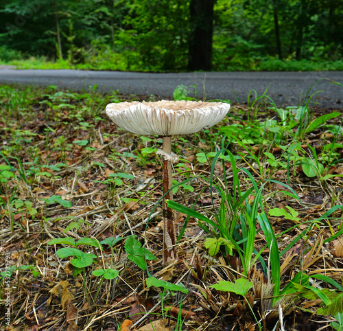 Riesenschirmling; Macrolepiota; Parasolpilz; parasol mushroom; am Wegesrand photo