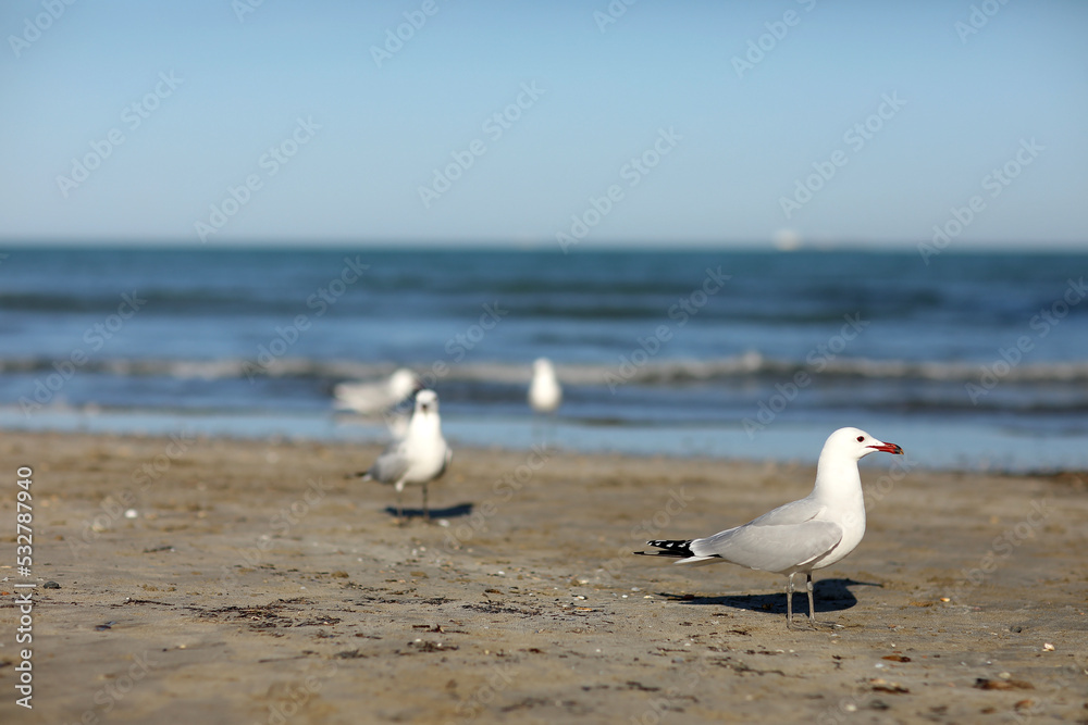 Obraz premium Beautiful white- gray seagulls walking on the sand beach by the sea on summer sunny day. flock of seagull running on the shore against natural blue water background. 