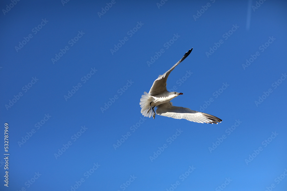 Herring gull white color, under view. Sea gull open wings flying on clear blue sky background. Herring gull white color, under view. Sea gull open wings flying on clear blue sky background.