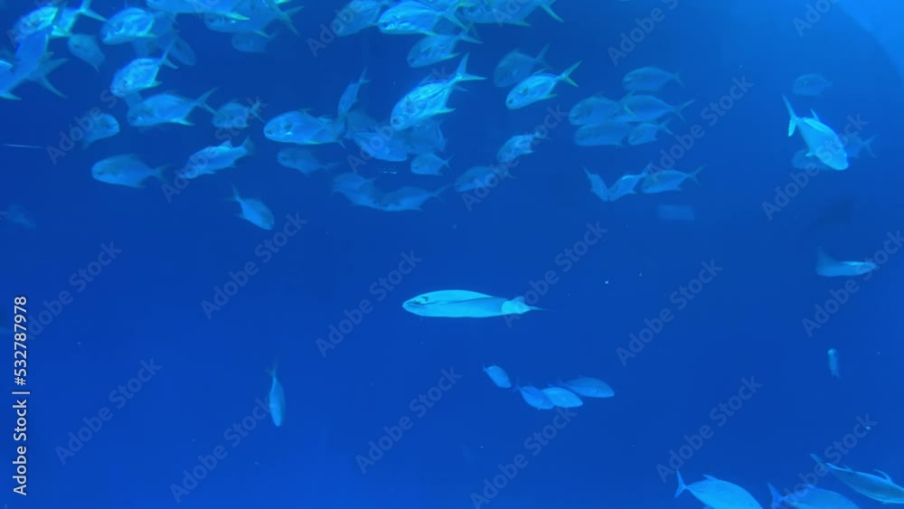 Exotic fish swimming in blue water in oceanarium like in ocean depth Exotic fish swimming in blue water in oceanarium like in ocean depth