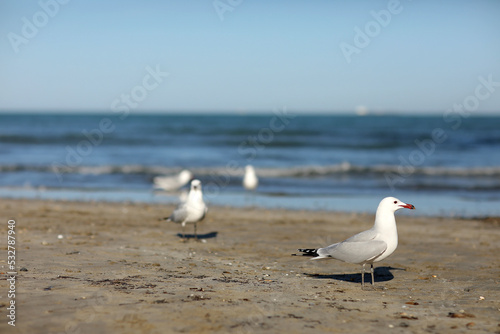 Beautiful white- gray seagulls walking on the sand beach by the sea on summer sunny day. flock of seagull running on the shore against natural blue water background. 