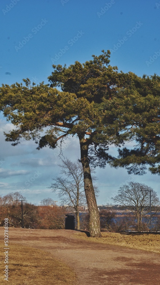 Fototapeta premium tree on the hill