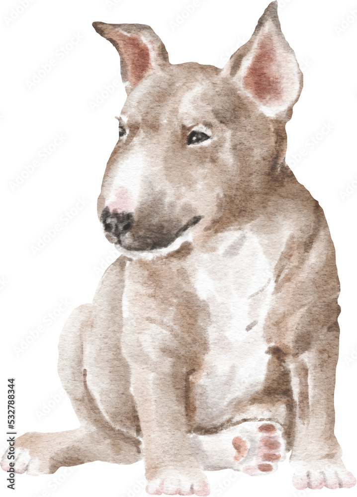 Bull terrier puppy illustration png