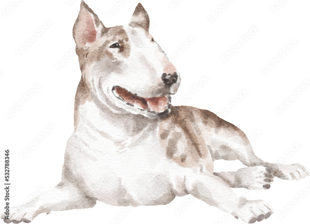Bull terrier dog illustration png