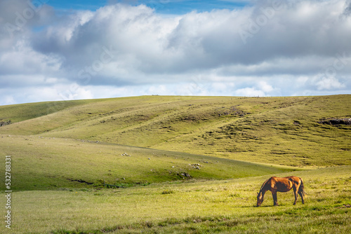 Lonely horse at clear sky, Rio Grande do Sul pampa landscape - Southern Brazil