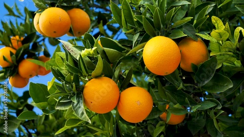 oranges on tree
