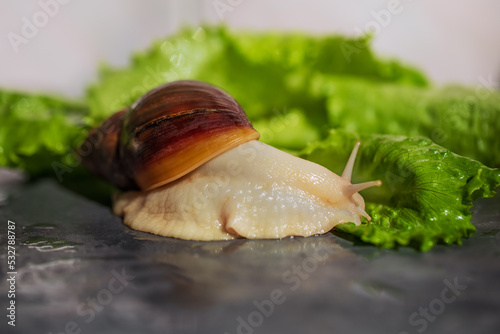 White Achatina snail on the table next to juicy fresh lettuce leaves. Close-up photo of exotic pets. 