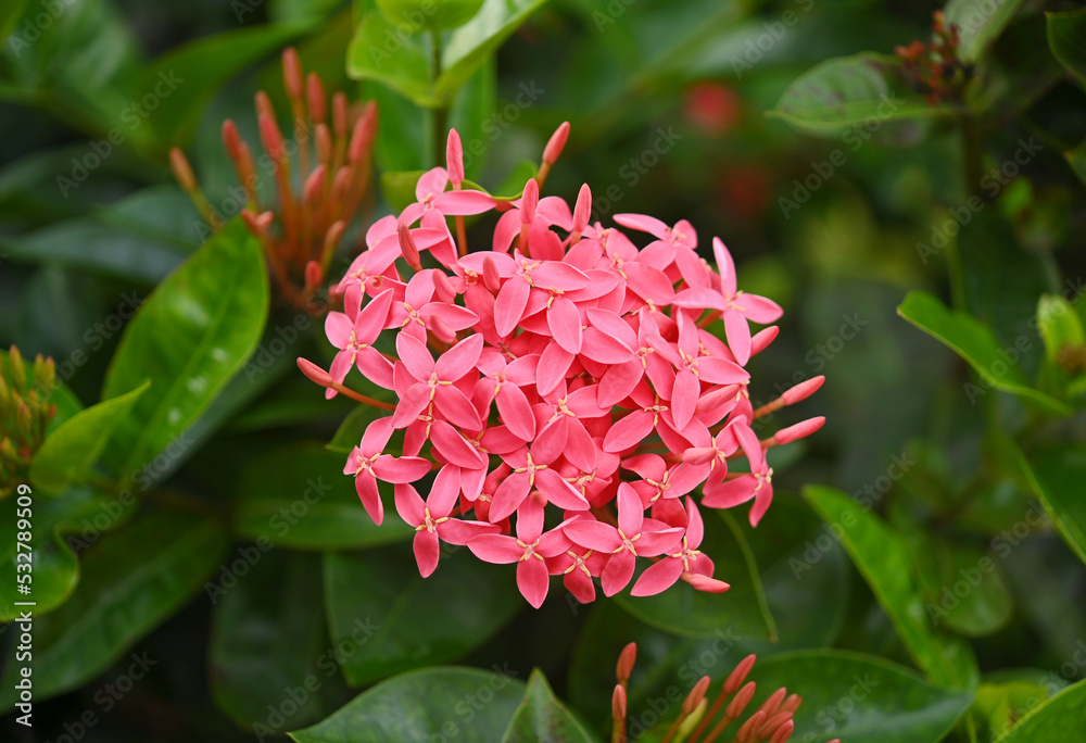 Pink ixora with green leaves in garden.