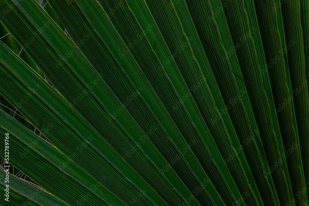 palm leaf background close up palm leaf background close up