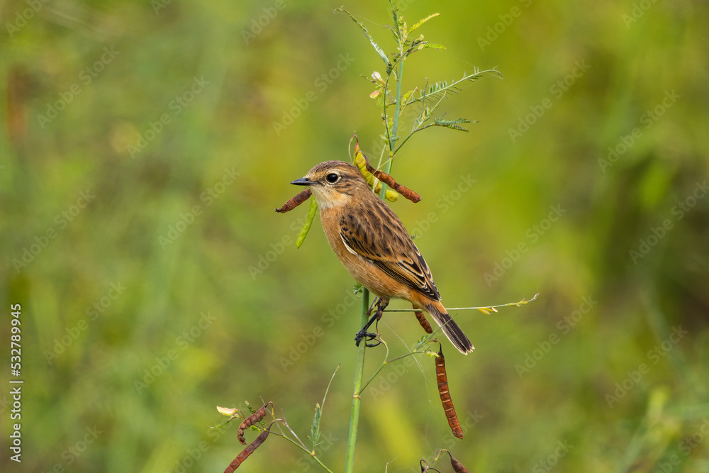 Fototapeta premium 平地への移動中のノビタキ