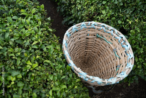 traditional harvesting wicker conical basket on rows of Turkish black tea plantations in Cayeli area Rize province