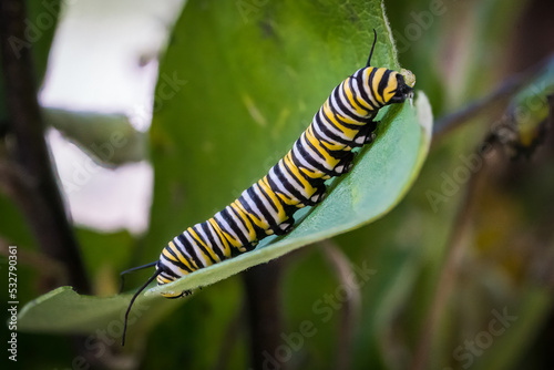 caterpillar on a leaf