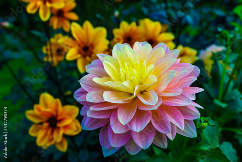 yellow dahlia flower