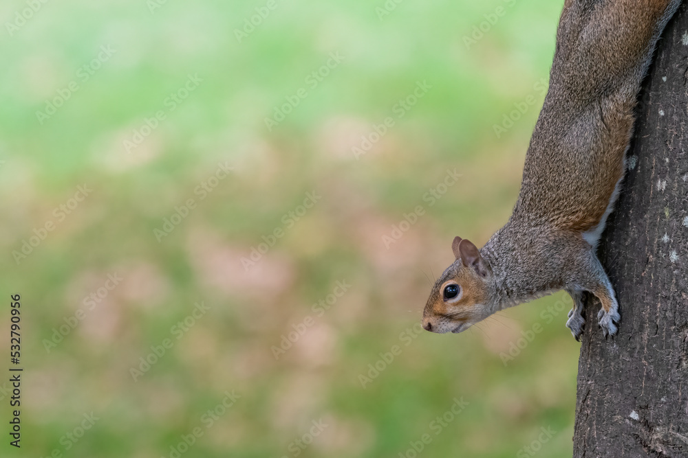 Grey squirrel (Sciurus carolinensis) on a tree, London, UK