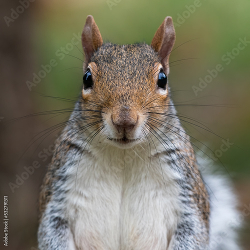 Grey squirrel (Sciurus carolinensis) portrait, London, UK