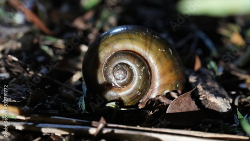 Apple Snail - Pomacea species photo