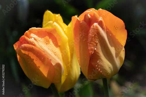 Tulips