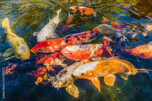 The Koi Pond