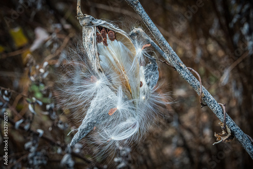 Milkweed