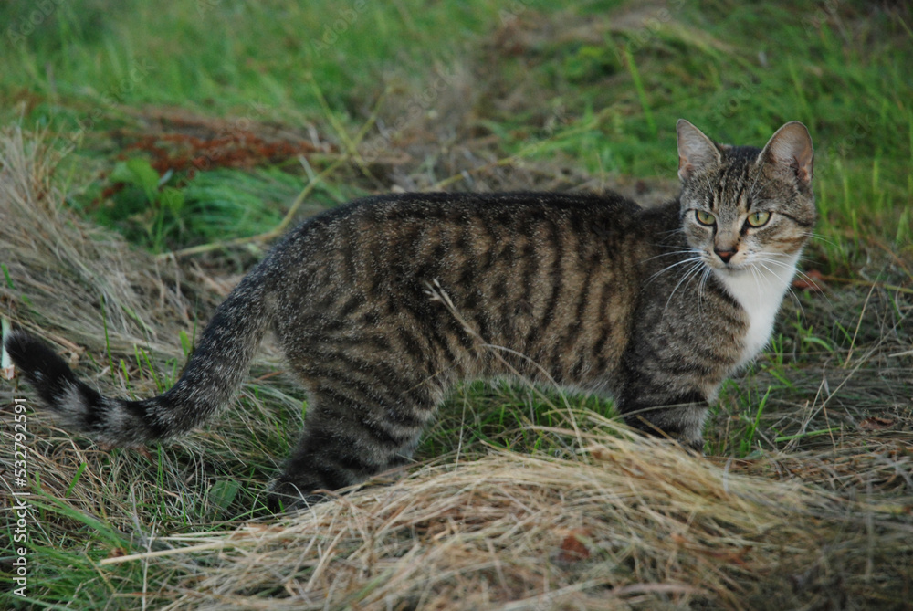 Domowy kot na polowaniu na wsi