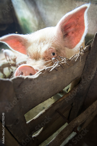 Świnia w chlewie czeka na karmę