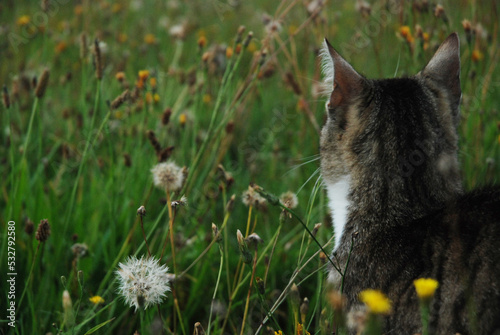 Kot poluje na mysz w trawie